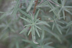 Aldama linearis