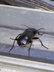 Calosoma marginale
