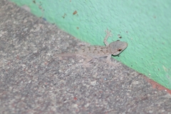 Tarentola angustimentalis