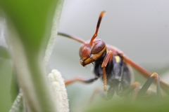 Polistes versicolor