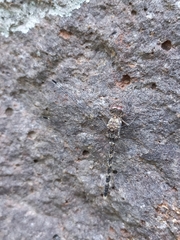 Bradinopyga geminata