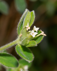 Pimelea altior