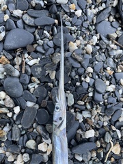 Tylosurus crocodilus