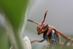Polistes versicolor
