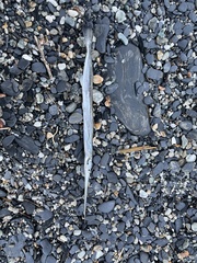 Tylosurus crocodilus