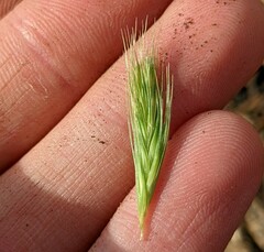 Hordeum murinum