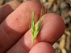 Hordeum murinum