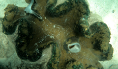 Tridacna