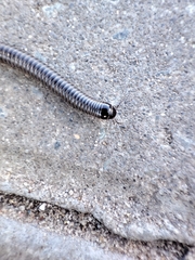 Ommatoiulus sabulosus