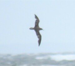 Procellariidae