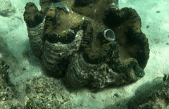 Tridacna