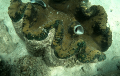 Tridacna