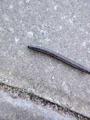 Ommatoiulus sabulosus