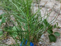 Paspalum vaginatum