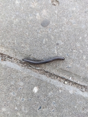 Ommatoiulus sabulosus