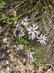 Olearia iodochroa