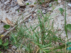 Paspalum vaginatum