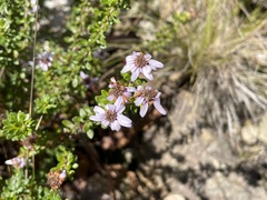 Olearia iodochroa