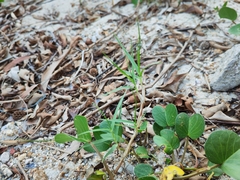 Paspalum vaginatum