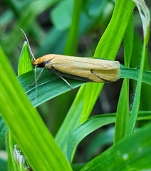 Philobota protecta