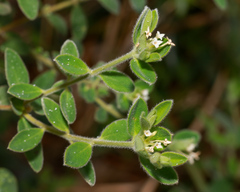 Pimelea altior