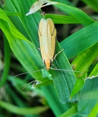Philobota protecta