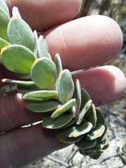 Leucospermum truncatulum