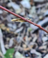 Philobota protecta
