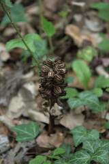 Neottia nidus-avis