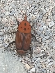 Rhynchophorus ferrugineus