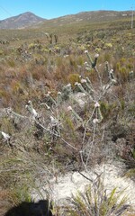 Leucospermum truncatulum