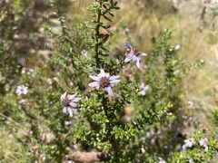 Olearia iodochroa