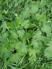 Leonurus quinquelobatus