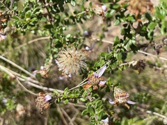 Olearia iodochroa