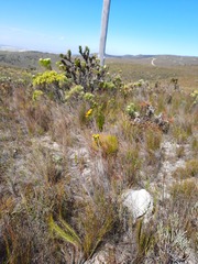 Lachnaea aurea