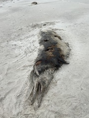 Mesoplodon grayi