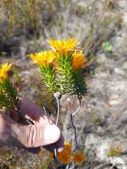 Lachnaea aurea