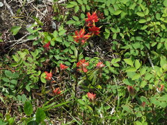 Castilleja miniata dixonii