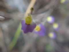 Utricularia bisquamata