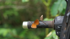Ariadne specularia arca