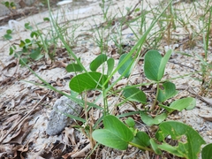 Paspalum vaginatum