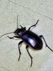 Calosoma marginale