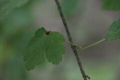 Insecta