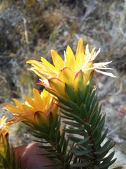 Lachnaea aurea