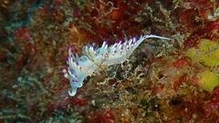 Flabellina llerae