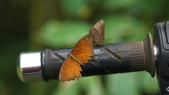 Ariadne specularia arca