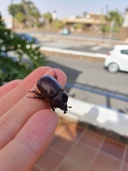 Phyllognathus excavatus