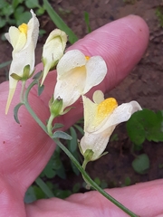 Linaria vulgaris