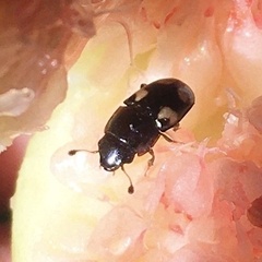 Glischrochilus quadrisignatus