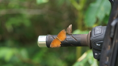 Ariadne specularia arca